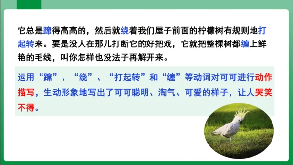 17.动物笑谈（课件）【2023秋人教七上语文高效实用备课】(共33张PPT)