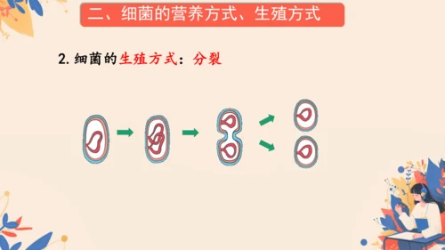 2.3.2细菌课件2024-2025学年人教版生物七年级上册(共18张PPT)