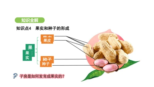 第三单元-第一章-第三节-开花和结果课件-2024-2025学年七年级生物下学期人教版(2024)(