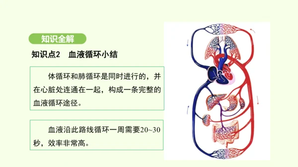 第四单元-第四章-第三节 输送血液的泵——心脏（第2课时）课件-2024-2025学年七年级生物下学