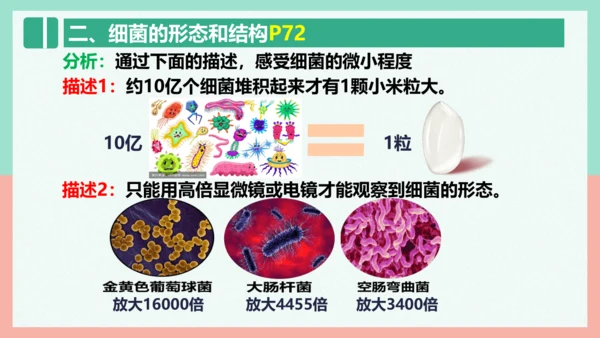 5.4.2  细菌  课件-人教版生物八年级上册(共39张PPT)