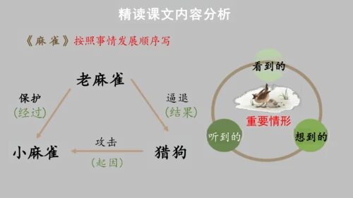 统编版语文四年级上册第五单元《单元解读》课件