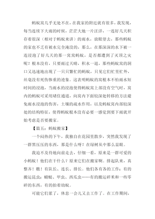 蚂蚁搬家作文.docx