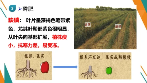 11.2 化学肥料-【教学新思维】2023-2024学年九年级化学下册同步讲透教材优选课件（人教版）