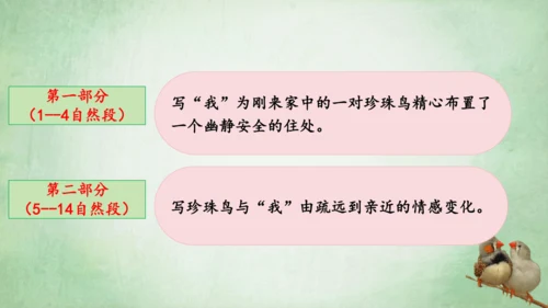 4.珍珠鸟 课件