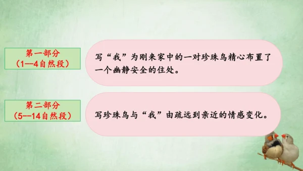 4.珍珠鸟 课件