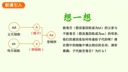 7.2.3基因的显性和隐性-八年级生物人教版下学期同步精品课件(共36张PPT)