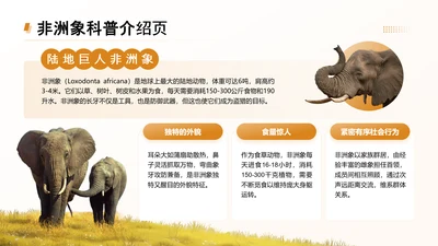 黄色简约风非洲象科普介绍页