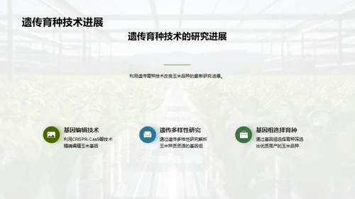 玉米种植升级之路