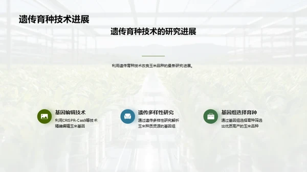 玉米种植升级之路