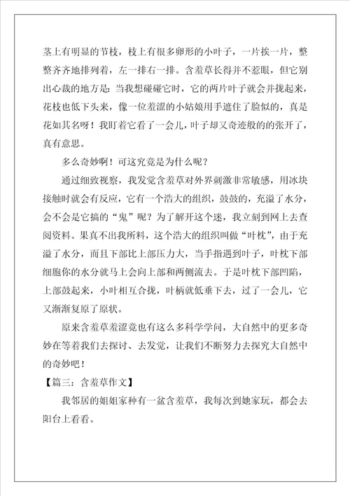 含羞草作文8篇