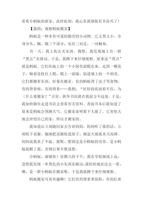 观察蚂蚁搬家的作文.docx
