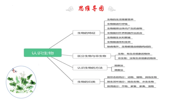 1.1 认识生物 2023-2024学年七年级生物上学期期末考点大串讲（人教版）(共19张PPT)