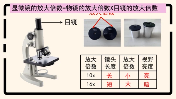 2.1.1练习使用显微镜课件2023--2024学年人教版生物七年级上册(共32张PPT)