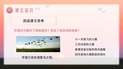 粉色简约八年级语文下册大雁归来PPT模板宣传PPT动态PP