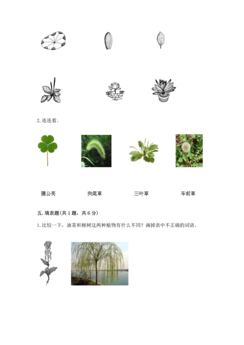 教科版科学一年级上册第一单元《植物》测试卷含答案（综合卷）.docx