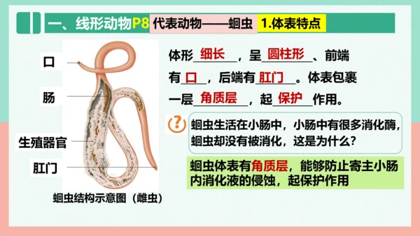 5.1.2线形动物和环节动物课件-人教版生物八年级上册(共47张PPT)