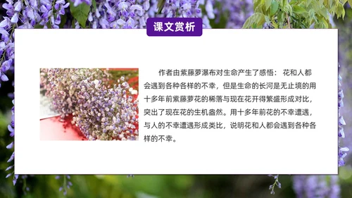 实拍风紫藤萝瀑布七年级语文课件PPT模板