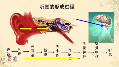 初中生物学人教版（新课程标准）七年级下册4.6.1人体对外界环境的感知课件(共33张PPT)