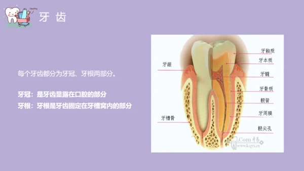 口腔健康主题班会通用PPT模板