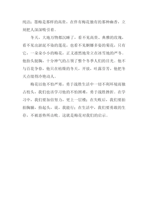 梅花的启示作文300字.docx