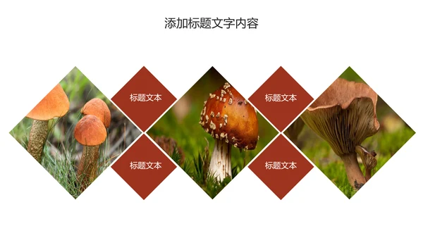 蘑菇菌类养生文化宣传动态PPT模板