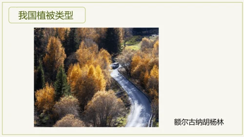3.6 爱护植被，绿化祖国2023-2024学年七年级生物上学期同步精品课件（人教版）(共21张PP