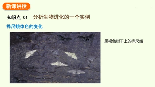 7.3.3生物进化的原因-八年级生物人教版下学期同步精品课件(共44张PPT)