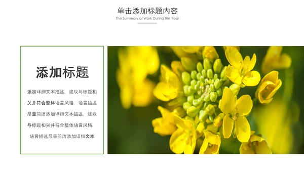 春天乡村旅游油菜花风景油菜花田PPT模板
