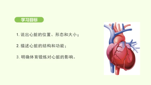 第四单元-第四章-第三节 输送血液的泵——心脏（第1课时）课件-2024-2025学年七年级生物下学