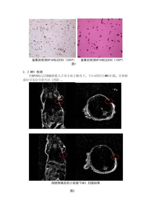 干细胞标记论文.docx
