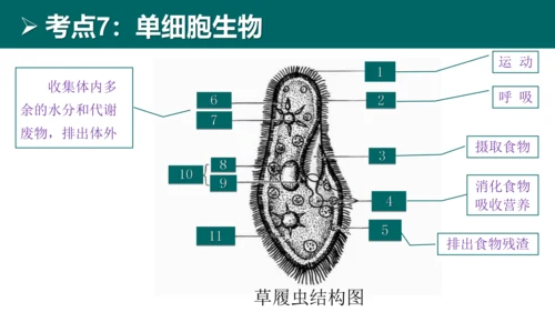 七上 第二单元生物体的结构层次-复习课件(共35张PPT)