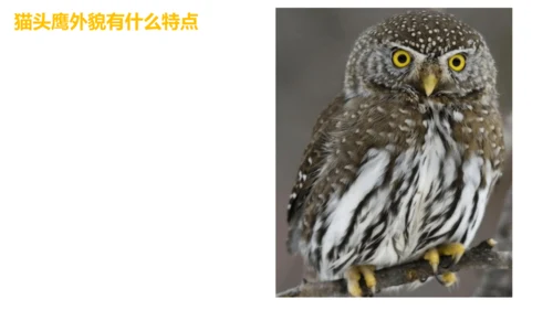 《黑夜狩猎者猫头鹰》