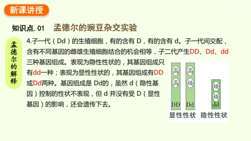 7.2.3基因的显性和隐性-八年级生物人教版下学期同步精品课件(共36张PPT)