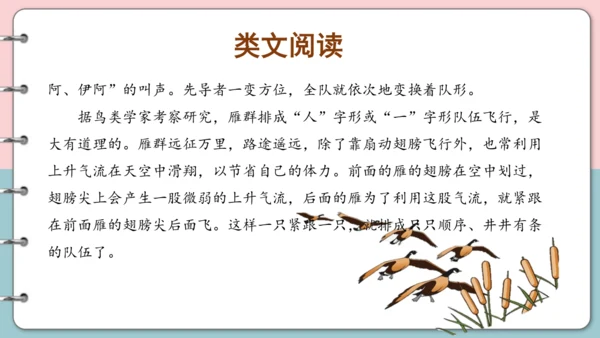 第15课《搭船的鸟》（第二课时）课件