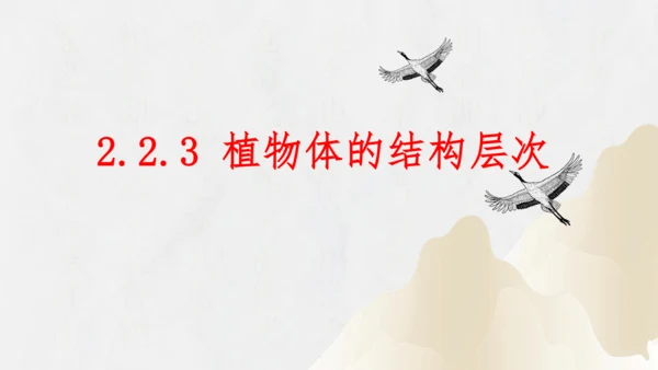 2.2.3 植物体的结构层次2023-2024学年七年级生物上册精品课件（人教版）(共18张PPT)