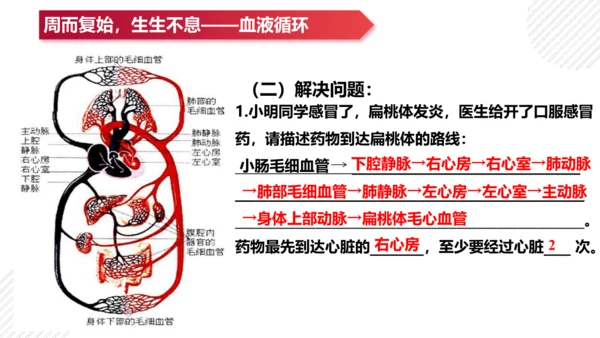 七年级下册4.4人体内物质的运输（复习课件）(共27张PPT)