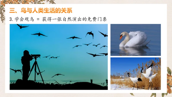 人教版生物八年级上册5.1.6《鸟》课件(共27张PPT)