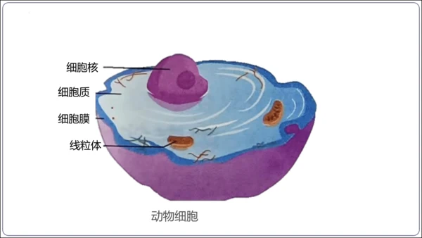 【2023秋人教七上生物期中复习考点梳理串讲+临考押题】第一章 细胞是生命活动的基本单位（串讲课件）