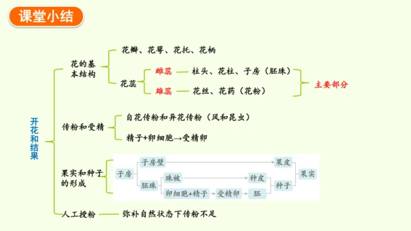 3.1.3开花和结果-七年级生物下学期同步精品课件（2024人教版）(共27张PPT)