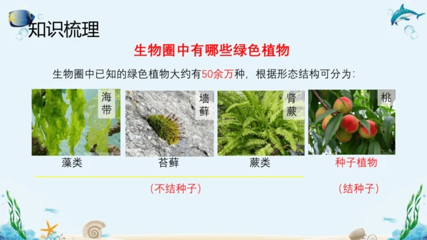 人教版七年级生物上册3.1《生物圈中有哪些绿色植物》复习课件（含25张ppt）