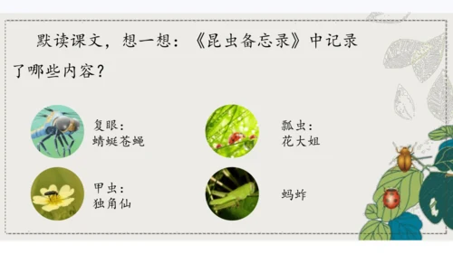 4昆虫备忘录   课件