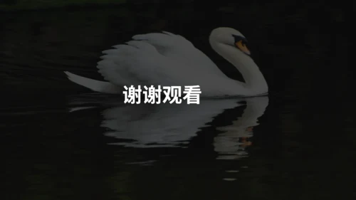 《天鹅》布丰天鹅湖通用PPT课件