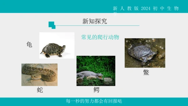 人教版生物七年级上册2.2.2《脊椎动物》（第1课时）课件(共42张PPT)+视频素材