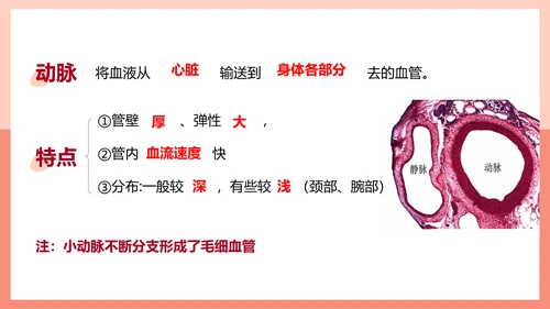 血流的管道，血管课件PPT模板.ppt
