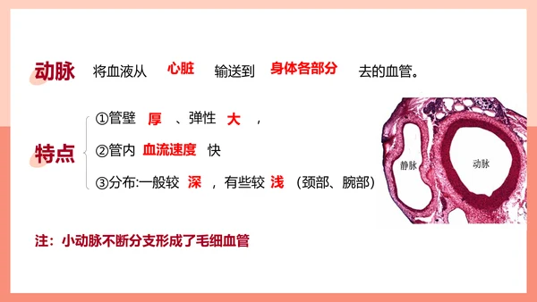 血流的管道，血管课件PPT模板.ppt