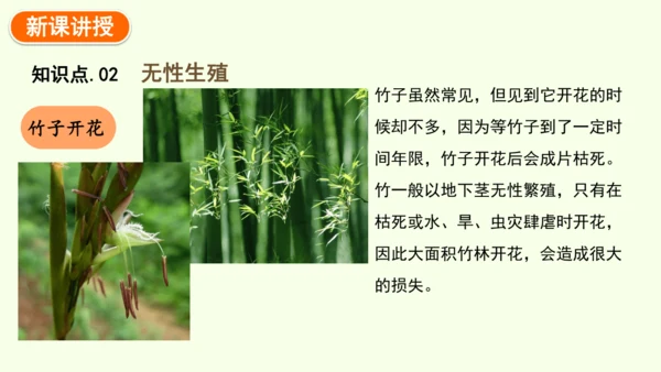 7.1.1植物的生殖-八年级生物人教版下学期同步精品课件(共33张PPT)