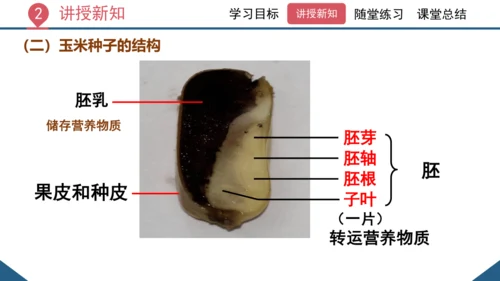 3.1.2  种子植物（课时1 种子的结构）课件-2023-2024学年人教版生物七年级上册(共24