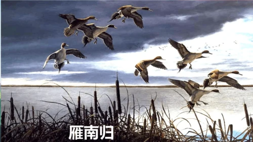 19《大雁归来》课件