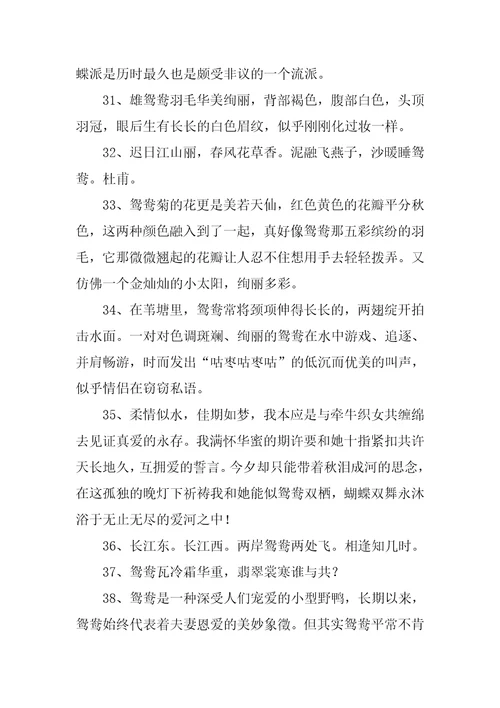 鸳鸯的解释和造句精彩2篇